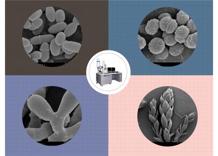 SEM-生物扫描电镜